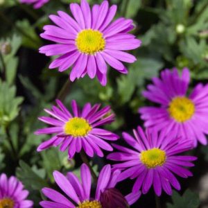 Brachyscome Pacific Reef - Native Daisy