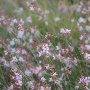 Gaura Belleza White - Butterfly Bush