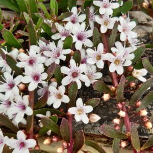 Myoporum Parvifolium Purpurea - Purple Leaf Creeping Boobialla