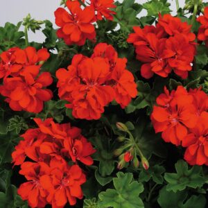 Pelargonium Calliope Large Red - Geranium