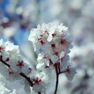 Prunus Oakville Crimson Spire - Ornamental Plum