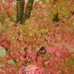 Acer Palmatum Polymorphum - Japanese Maple