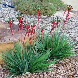 Anigozanthos Bush Dance - Kangaroo Paw