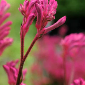 Anigozanthos Bush Pearl - Kangaroo Paw