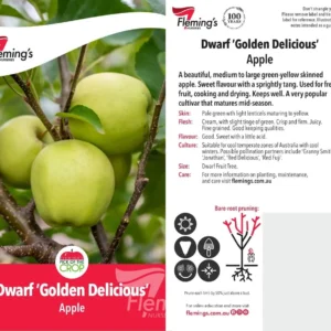 Apple Golden Delicious - Dwarf