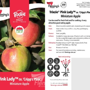 Apple Trixie Pink Lady - Miniature