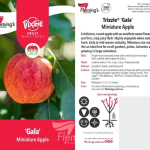 Apple Trixie Gala - Miniature