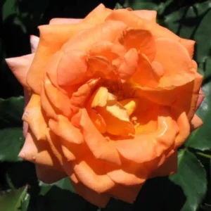 Apricot Nectar - Floribunda
