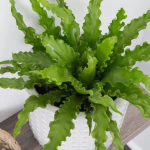 Bird Nest Fern
