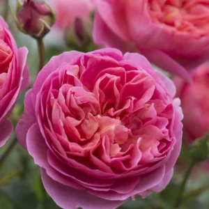 Boscobel - David Austin