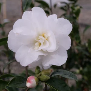 Camellia Coolgardie Star