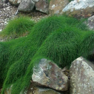 Casuarina glauca Cousin It