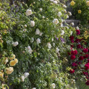 Claire Austin - David Austin