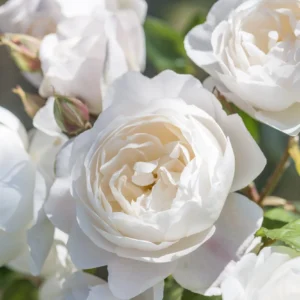 Desdemona - David Austin