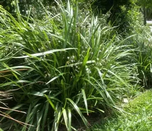 Dianella caerulea Breeze - Flax Lily