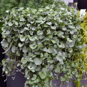 Dichondra argentea Silver Falls