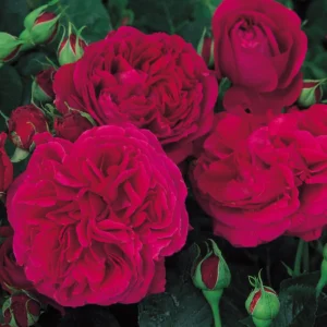 Falstaff - David Austin