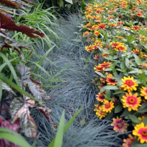 Festuca glauca - Blue Fescue