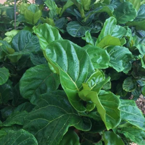 Ficus Lyrata - Fiddle Leaf Fig