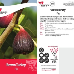 Fig Brown Turkey