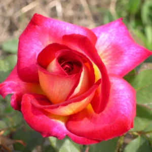 Fiona's Wish - Hybrid Tea