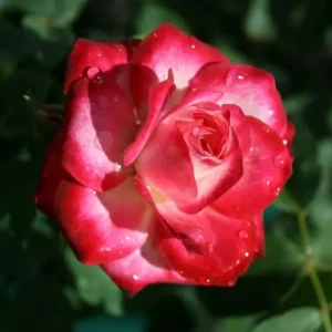 Fire and Ice - Floribunda