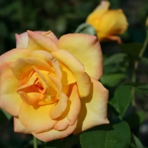 Gold Medal - Hybrid Tea