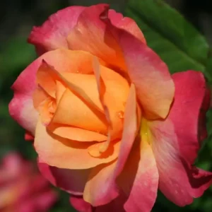 Heart of Gold - Hybrid Tea