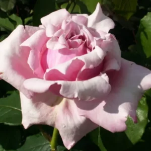 Heaven Scent - Hybrid Tea