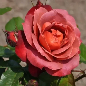 Hot Cocoa - Floribunda
