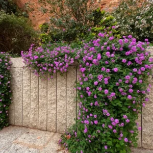 Lantana montevidensis - Trailing Mauve