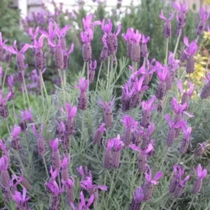 Lavender Frenchette - Lavender