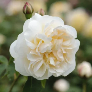 Lichfield Angel - David Austin