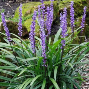 Liriope muscari Evergreen Giant - Lilyturf