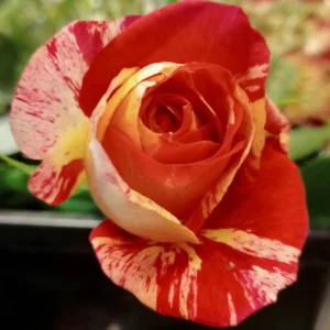 Love In - Floribunda
