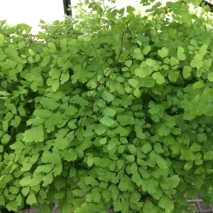 Maidenhair Fern