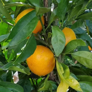 Manderin Okitsu - Japanese Seedless