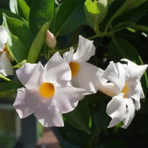 Mandevilla Sanderi Summerstar White - Dipladenia