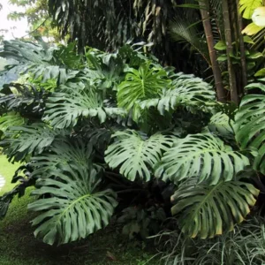 Monstera deliciosa - Fruit Salad Plant