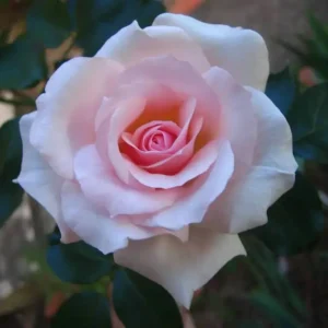Mother's Love - Hybrid Tea