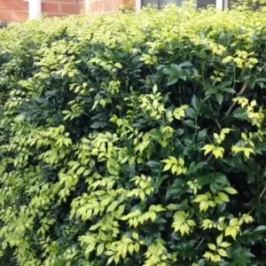Murraya paniculata - Orange Jessamine