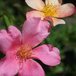 Mutabilis - Shrub