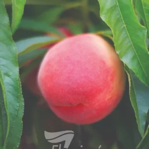 Peach Trixie Pixzee - Miniature