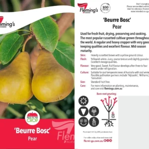 Pear Beurre Bosc