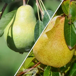 Pear Beurre Bosc/Packhams/Williams - Multi Graft