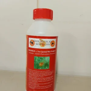 Predatory Mites - Phytoseiulus Persimilis