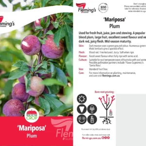 Plum Mariposa