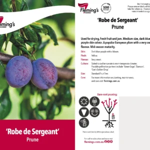 Prune Robe De Sergeant