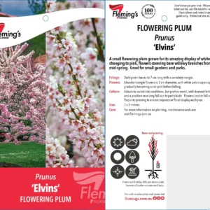 Prunus Elvins - Ornamental Plum