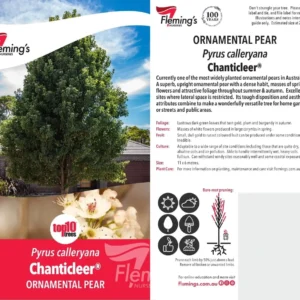 Pyrus Calleryana chanticleer - Ornamental Pear